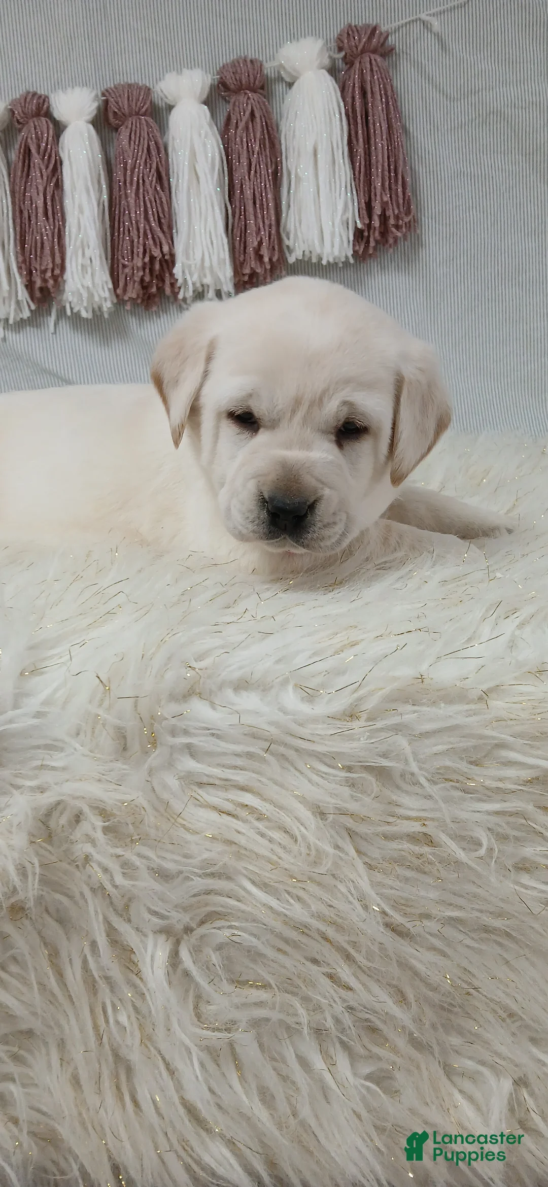Labrador Retriever dogs for sale: IRIS - Ad 8