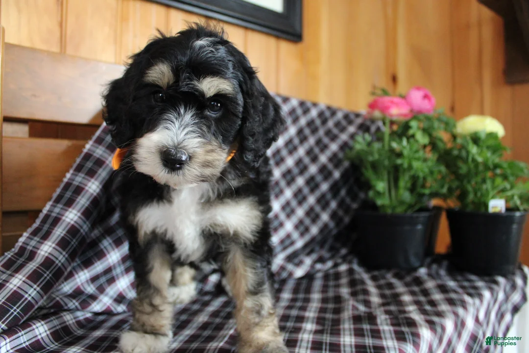 Bernedoodle dogs for sale: Tulip - Ad 1