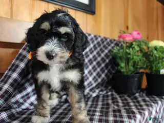 Bernedoodle dogs Tulip - Ad 41