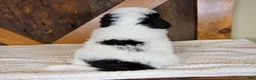 Mini Bernedoodle dogs for sale: Molly - Rare color! - Ad 5
