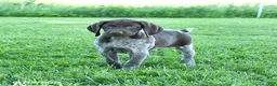 German Shorthaired Pointer dogs for sale: Goose - Ad 1