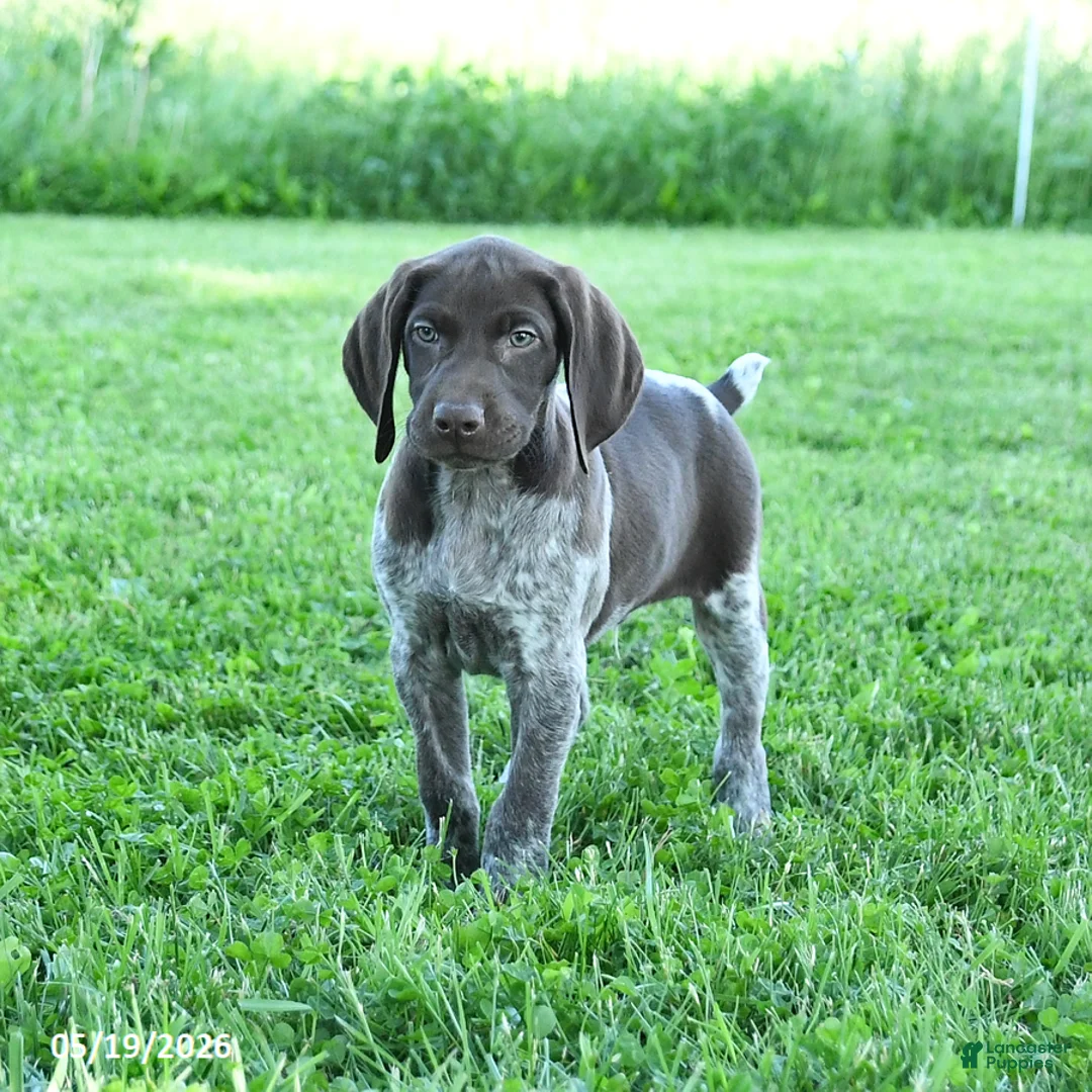 German Shorthaired Pointer dogs for sale: Goose - Ad 1