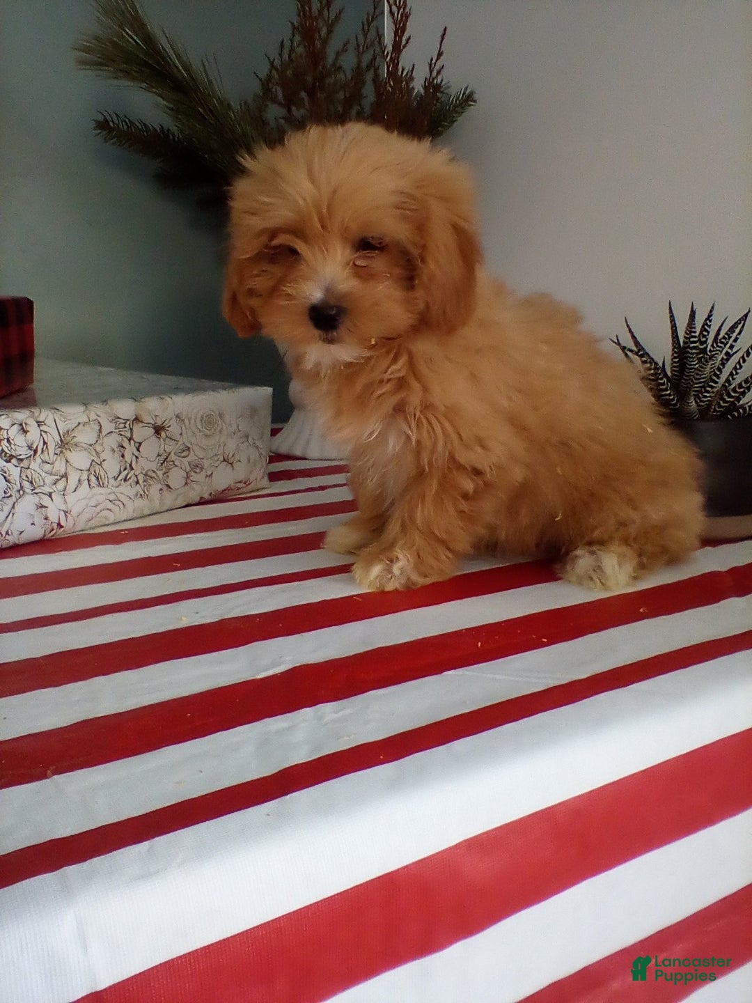 Lhasapoo dogs for sale: Gigi - Ad 4