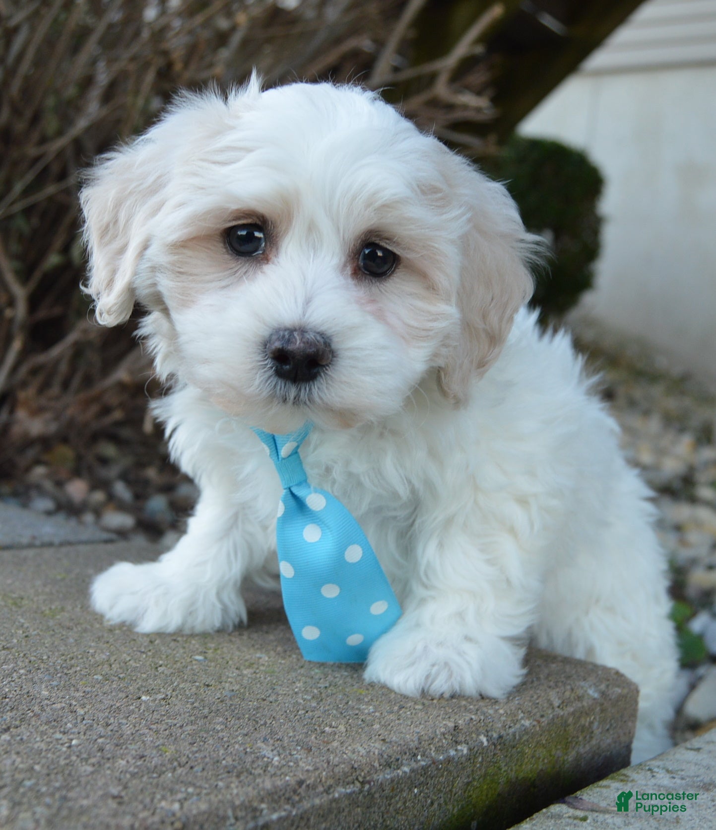 Maltipoo dogs Max - Ad 2