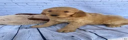 Golden Retriever dogs for sale: Penny - Ad 5