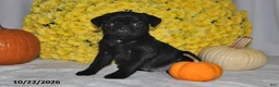 Pug dogs for sale: Shadow - Ad 3