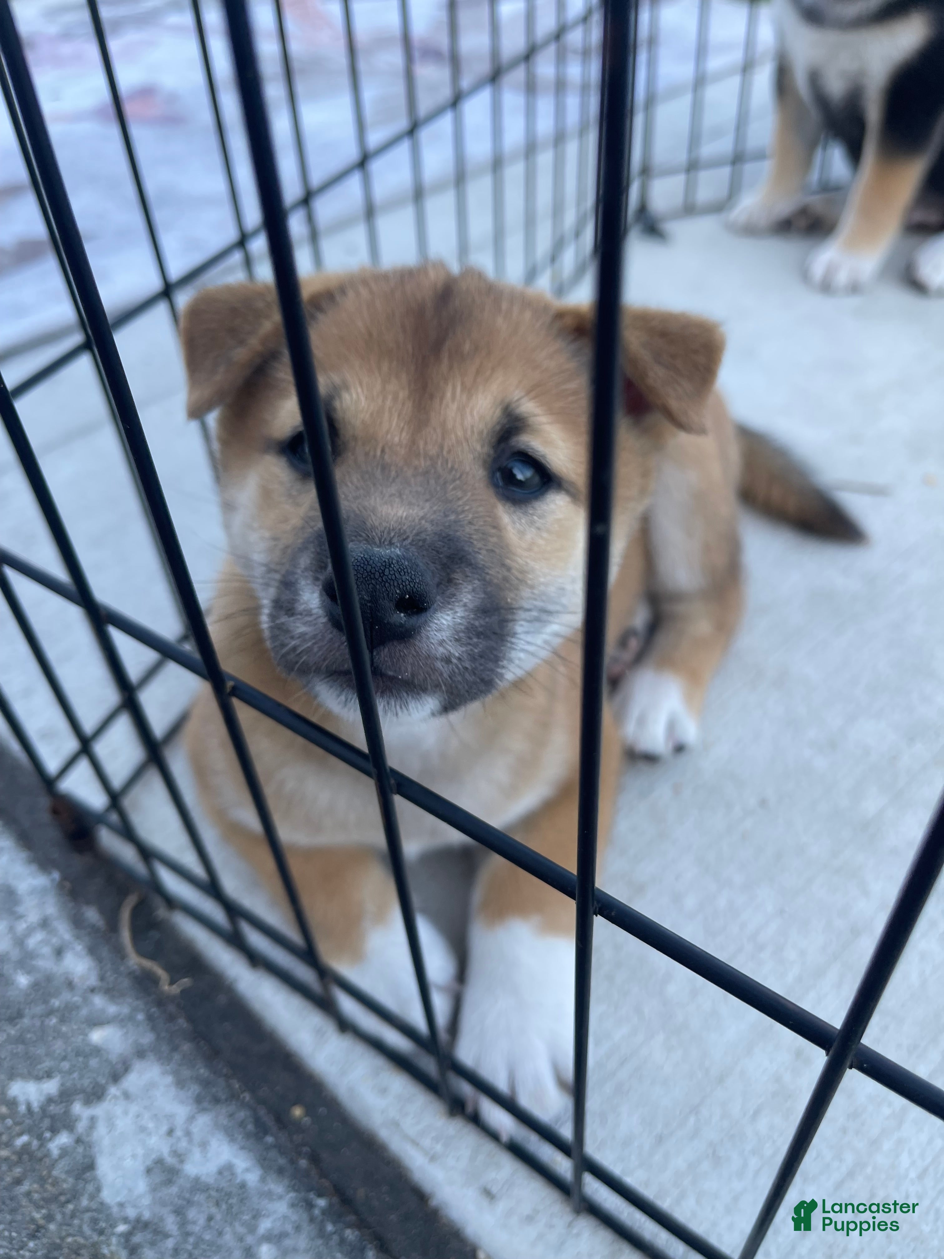 Shiba Inu dogs Shiba Inu Puppy 3 Dingo  - Ad 2