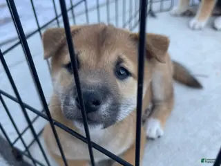 Shiba Inu dogs Shiba Inu Puppy 3 Dingo - Ad 2