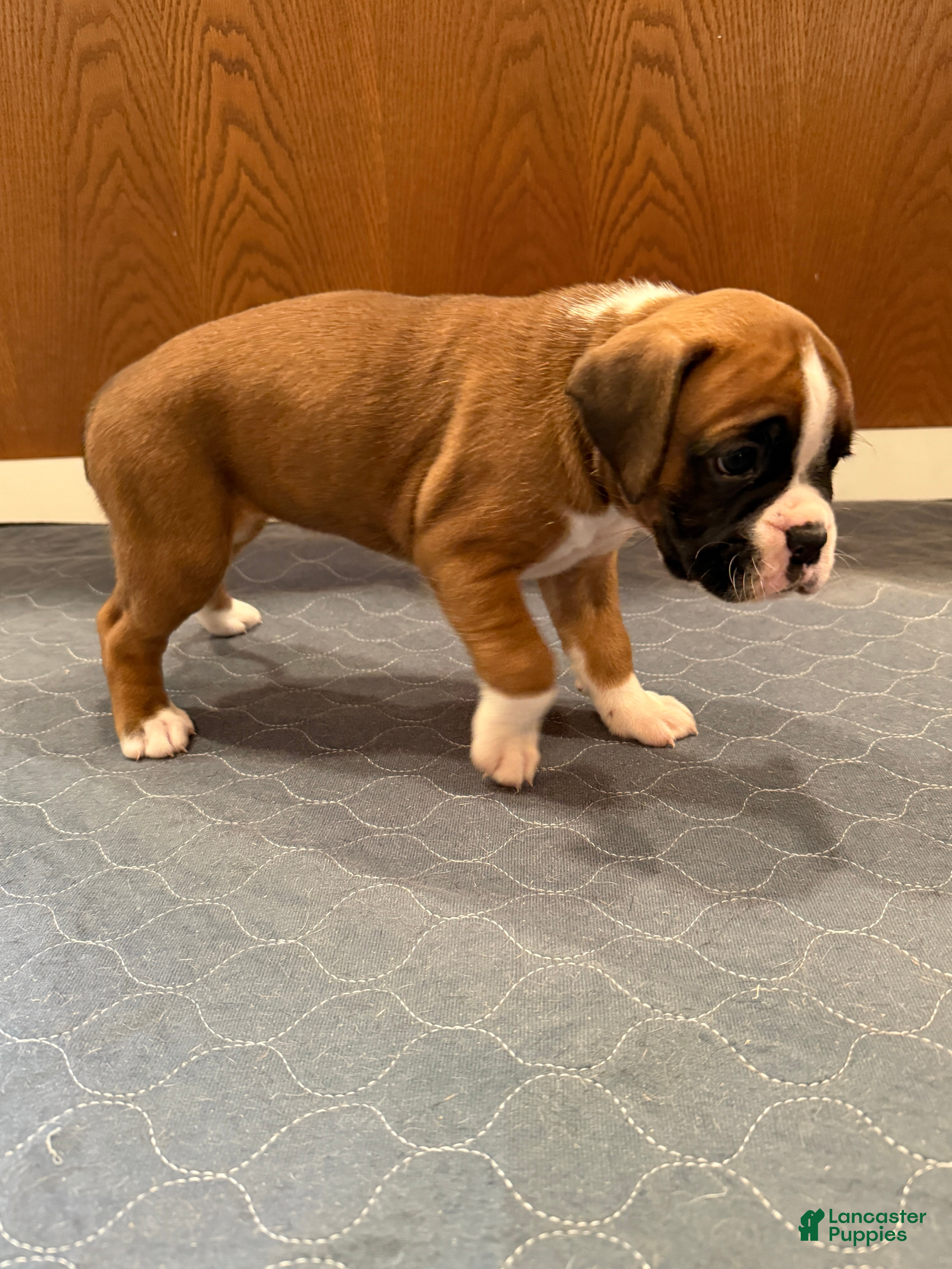 Boxer dogs Chanel - Ad 2