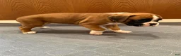 Boxer dogs for sale: Chanel - Ad 2