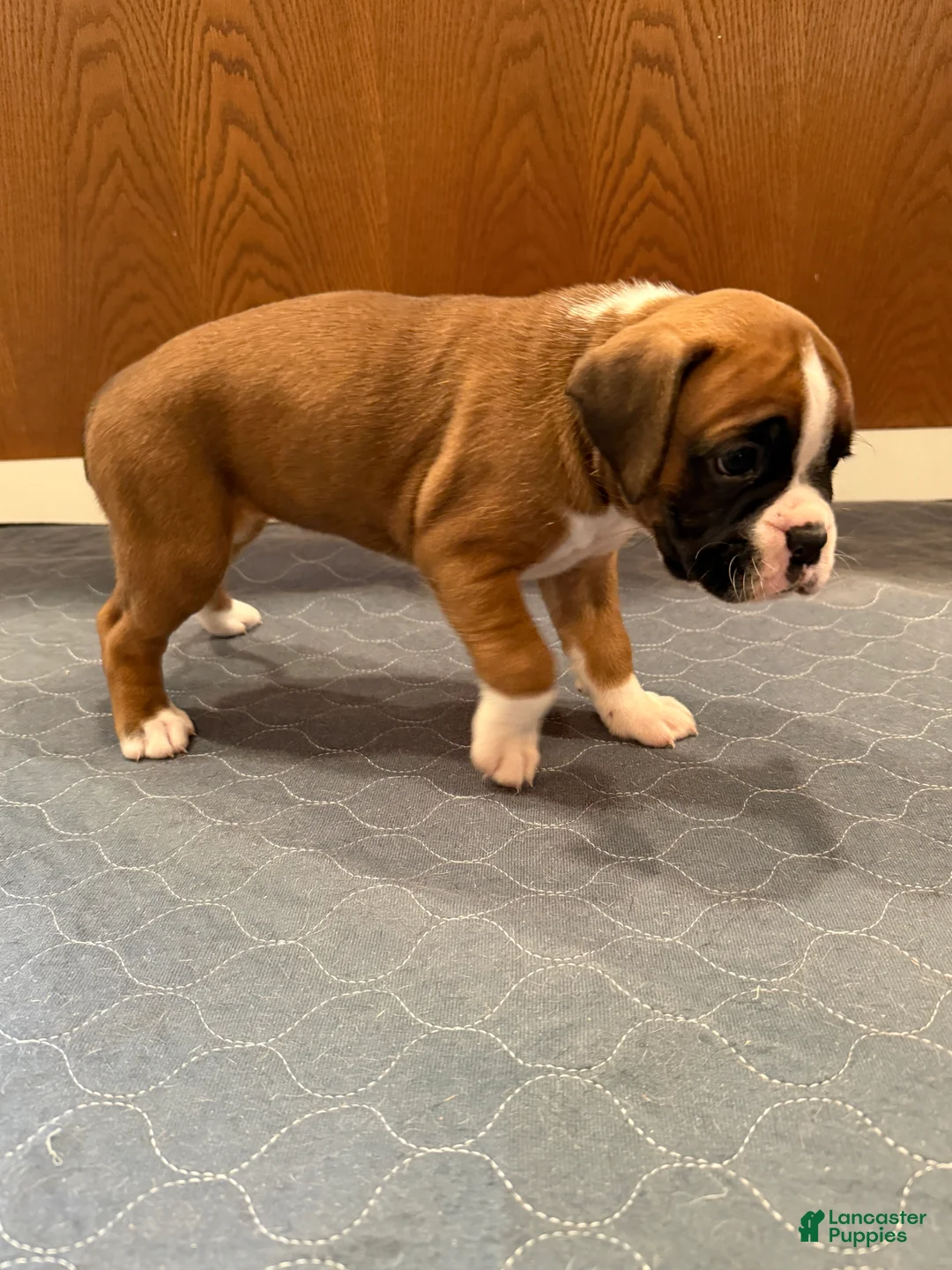 Boxer dogs for sale: Chanel - Ad 2