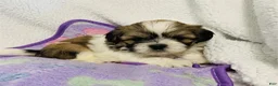 Shih Tzu dogs for sale: Cal - Ad 1