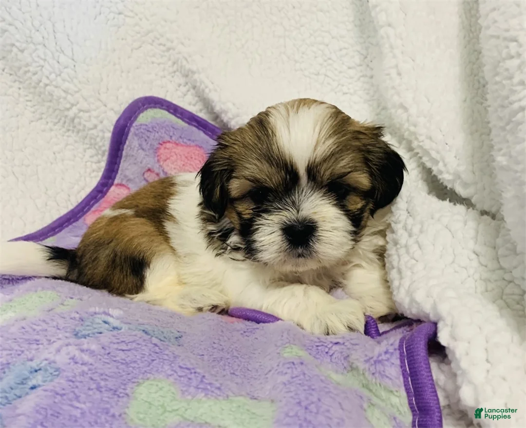Shih Tzu dogs for sale: Cal - Ad 1