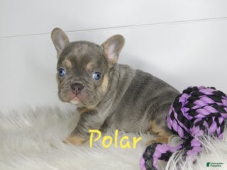 French Bulldog dogs Polar - Ad 31
