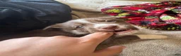 Mixed Breed dogs for sale: Mixed Breed Puppy 2 - Ad 2