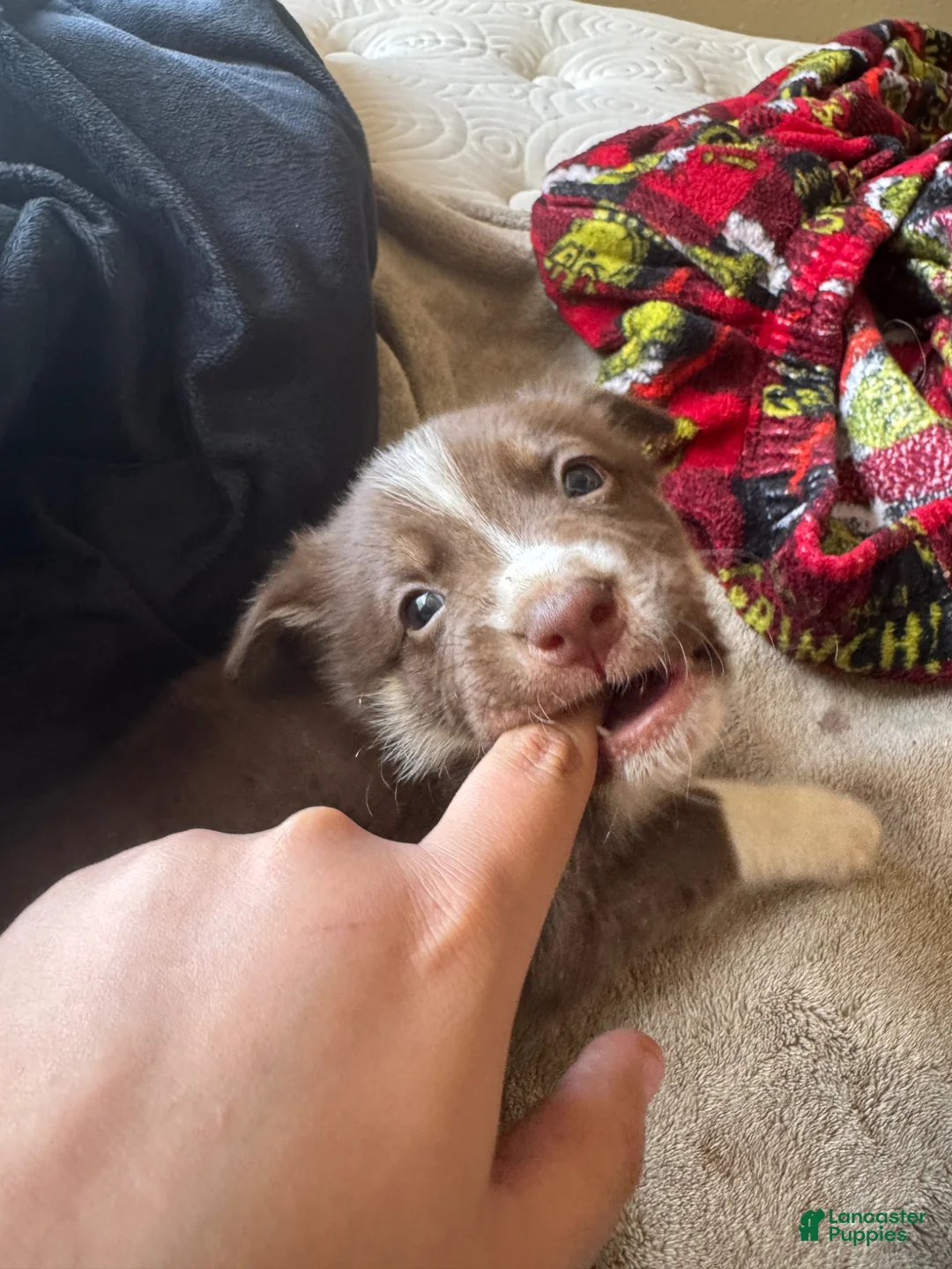 Mixed Breed dogs for sale: Mixed Breed Puppy 2 - Ad 2