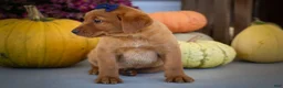 Labrador Retriever dogs for sale: NATHAN - Ad 8