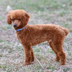 Teddy
