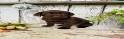Labrador Retriever dogs for sale: Tucker - Ad 4