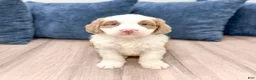 Mini Bernedoodle dogs for sale: Oakley - Ad 3