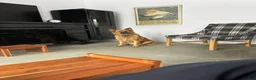 Mixed Breed dogs for sale: Mixed Breed 1 - Ad 3