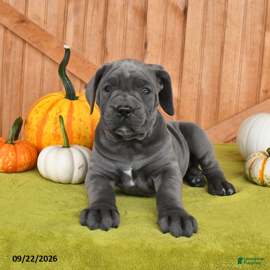 Cane Corso dogs Charm  - Ad 2
