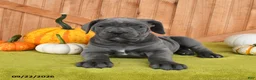Cane Corso dogs for sale: Charm  - Ad 2