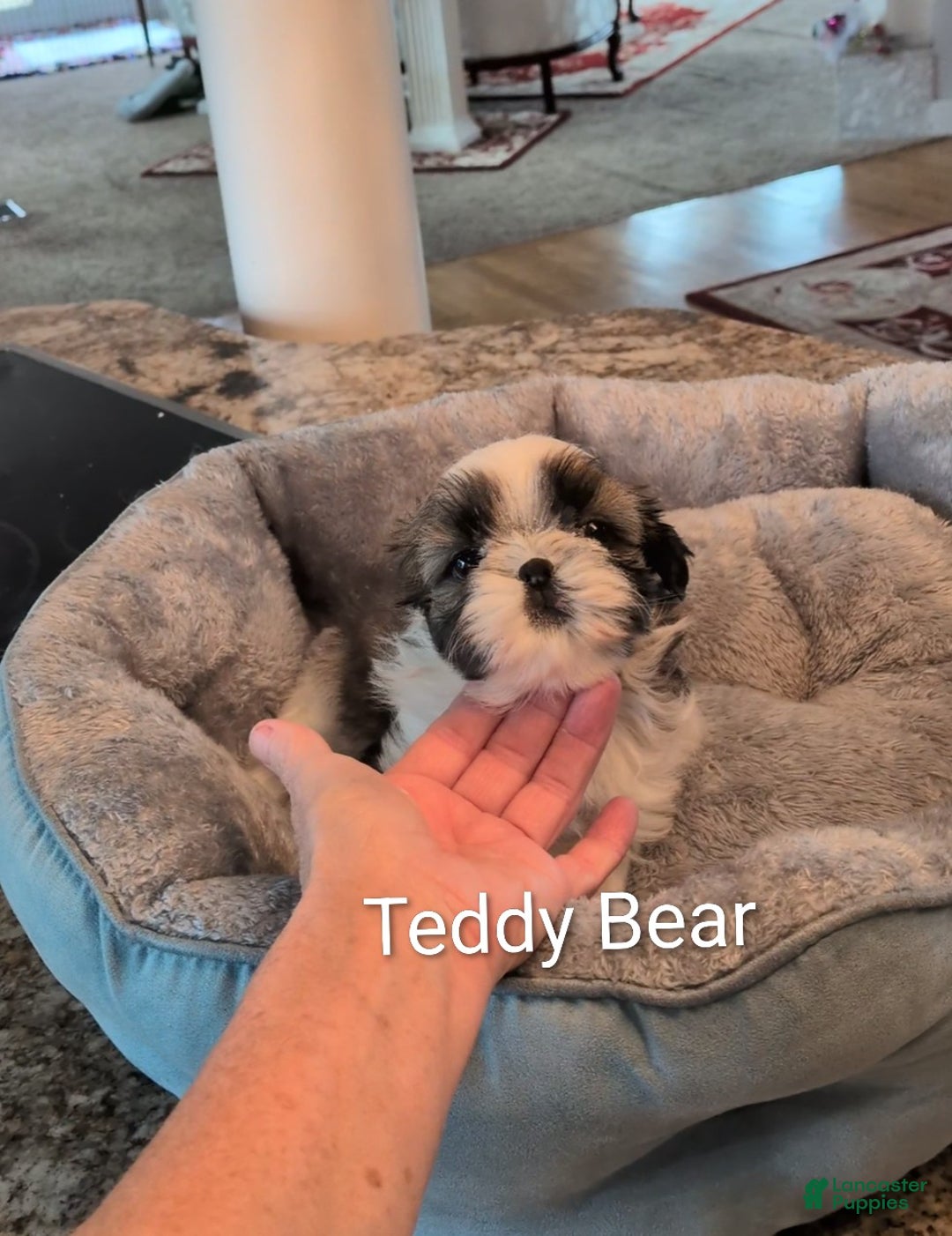 Shih Tzu dogs for sale: Shih Tzu Puppy 2 - Ad 1