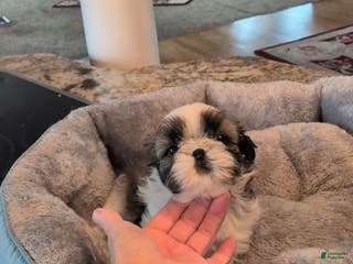 Shih Tzu dogs Shih Tzu Puppy 2 - Ad 20