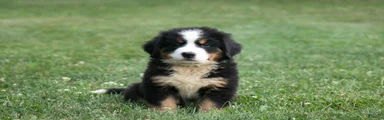 Cooper