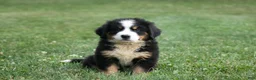 Bernese Mountain Dog dogs for sale: Cooper - Ad 1