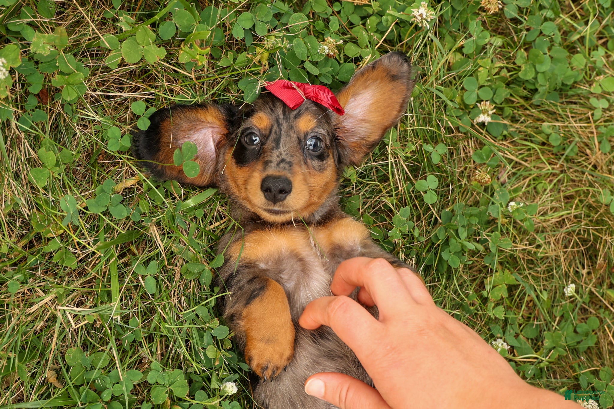 Miniature Dachshund dogs BAILEY - Ad 2