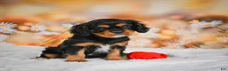 Cavalier King Charles Spaniel dogs for sale: Reba - Ad 2