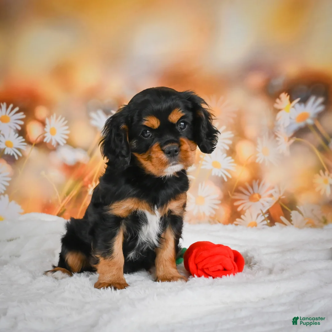 Cavalier King Charles Spaniel dogs for sale: Reba - Ad 2