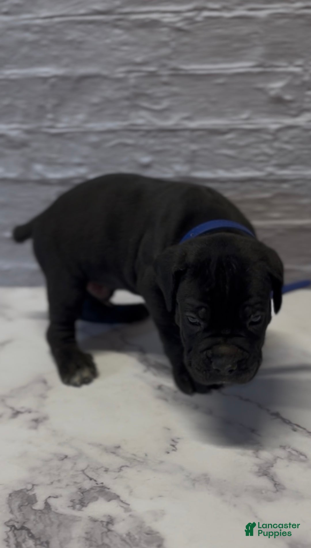 Cane Corso dogs for sale: AKC-Chevy  - Ad 7
