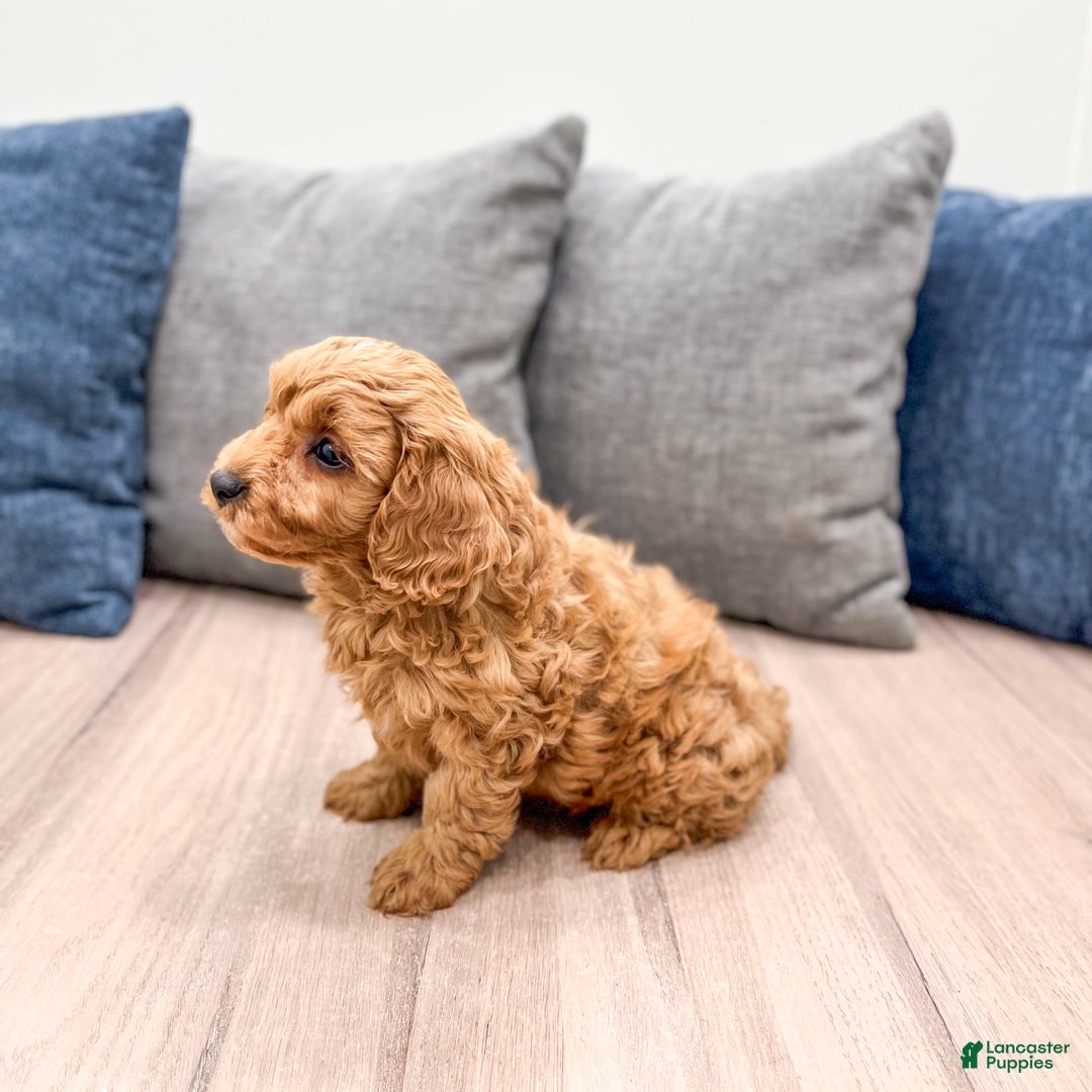 Cavapoo dogs for sale: Bingo - Ad 3