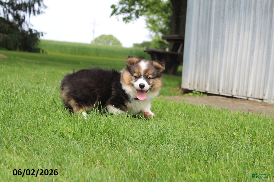 Welsh Corgi Pembroke dogs for sale: Dale  - Ad 3