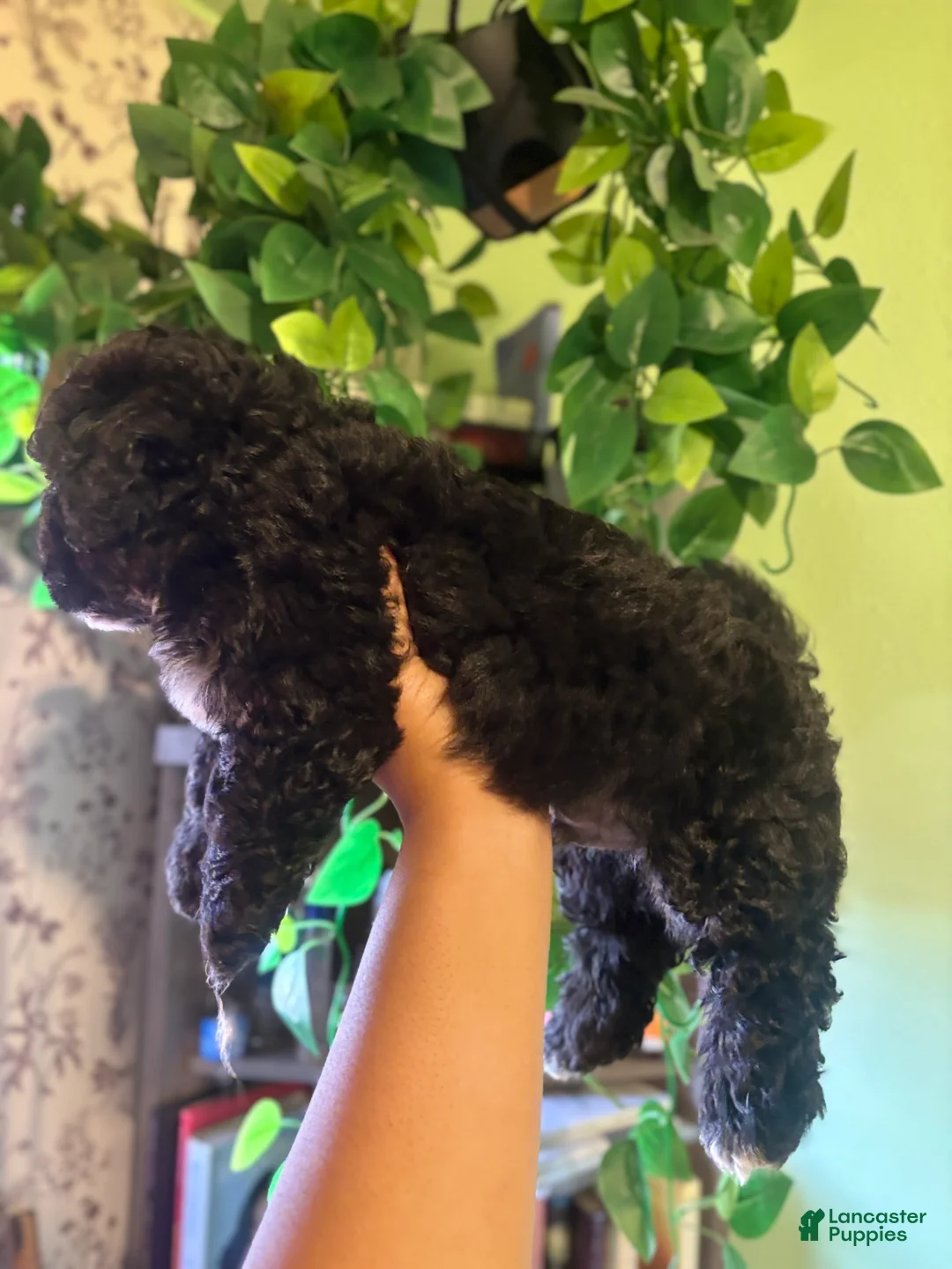 Maltipoo dogs for sale: Luther  - Ad 3