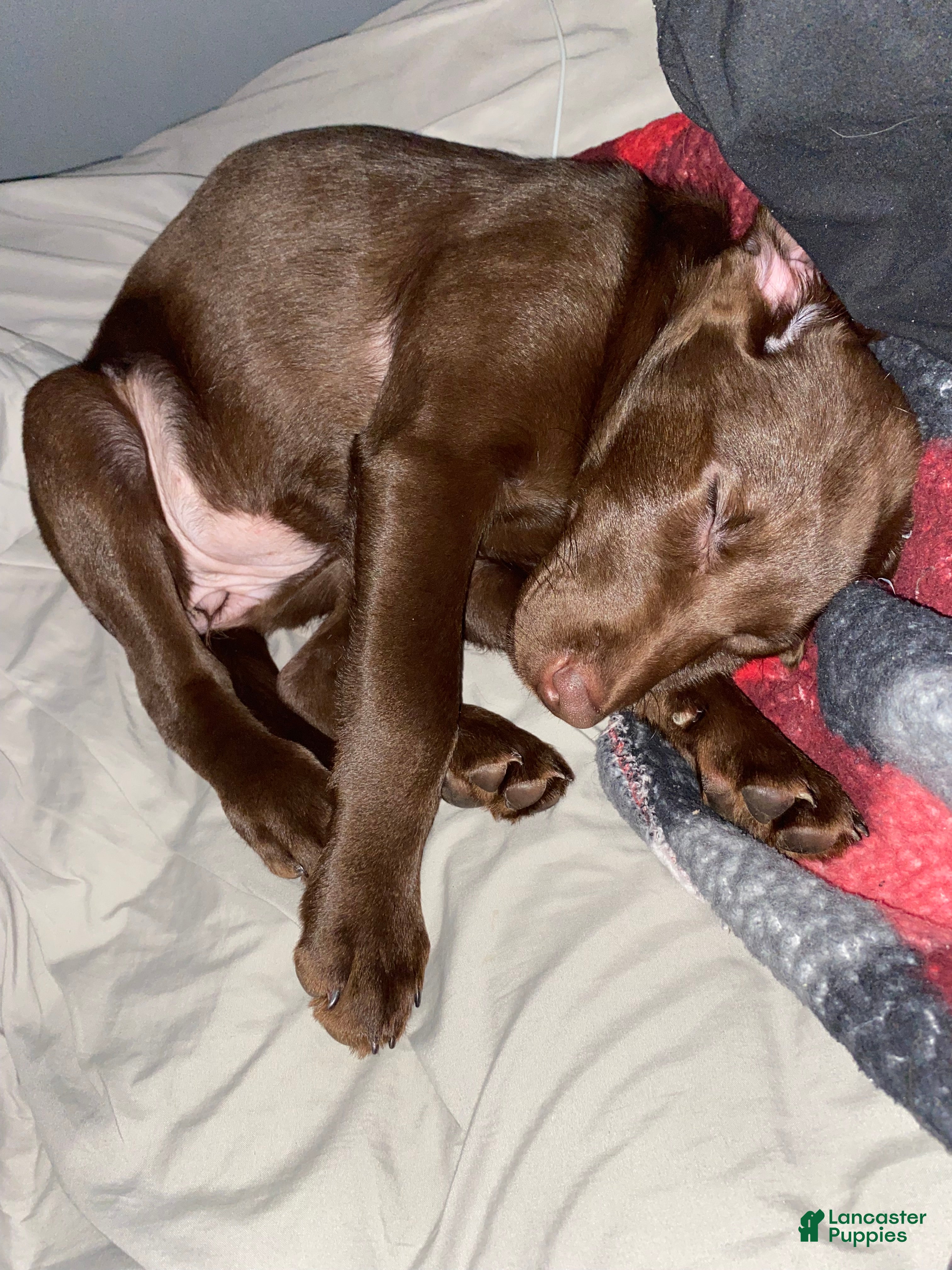 Labrador Retriever dogs Billy - Ad 10