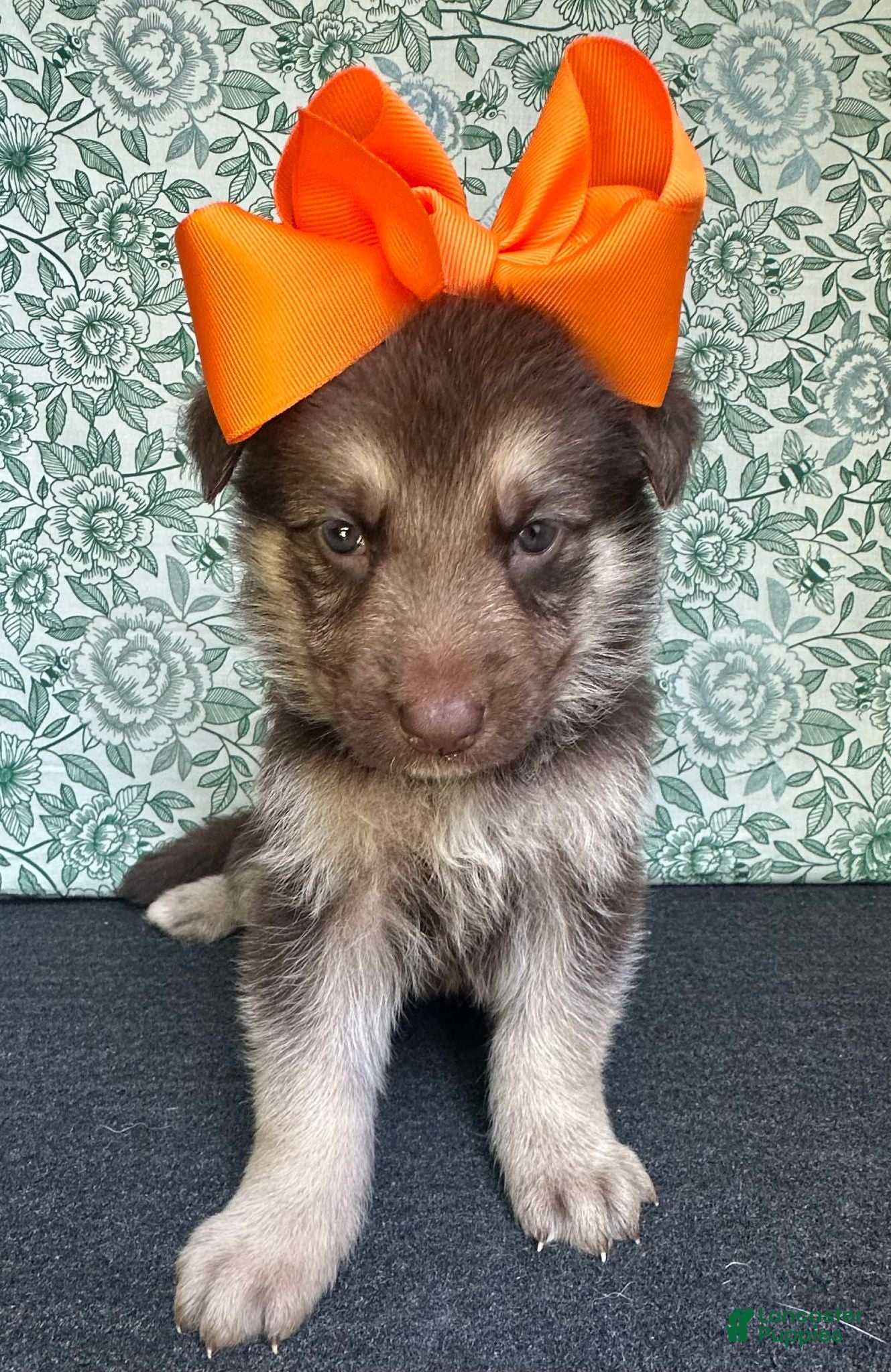 German Shepherd dogs  Maple - Ad 2