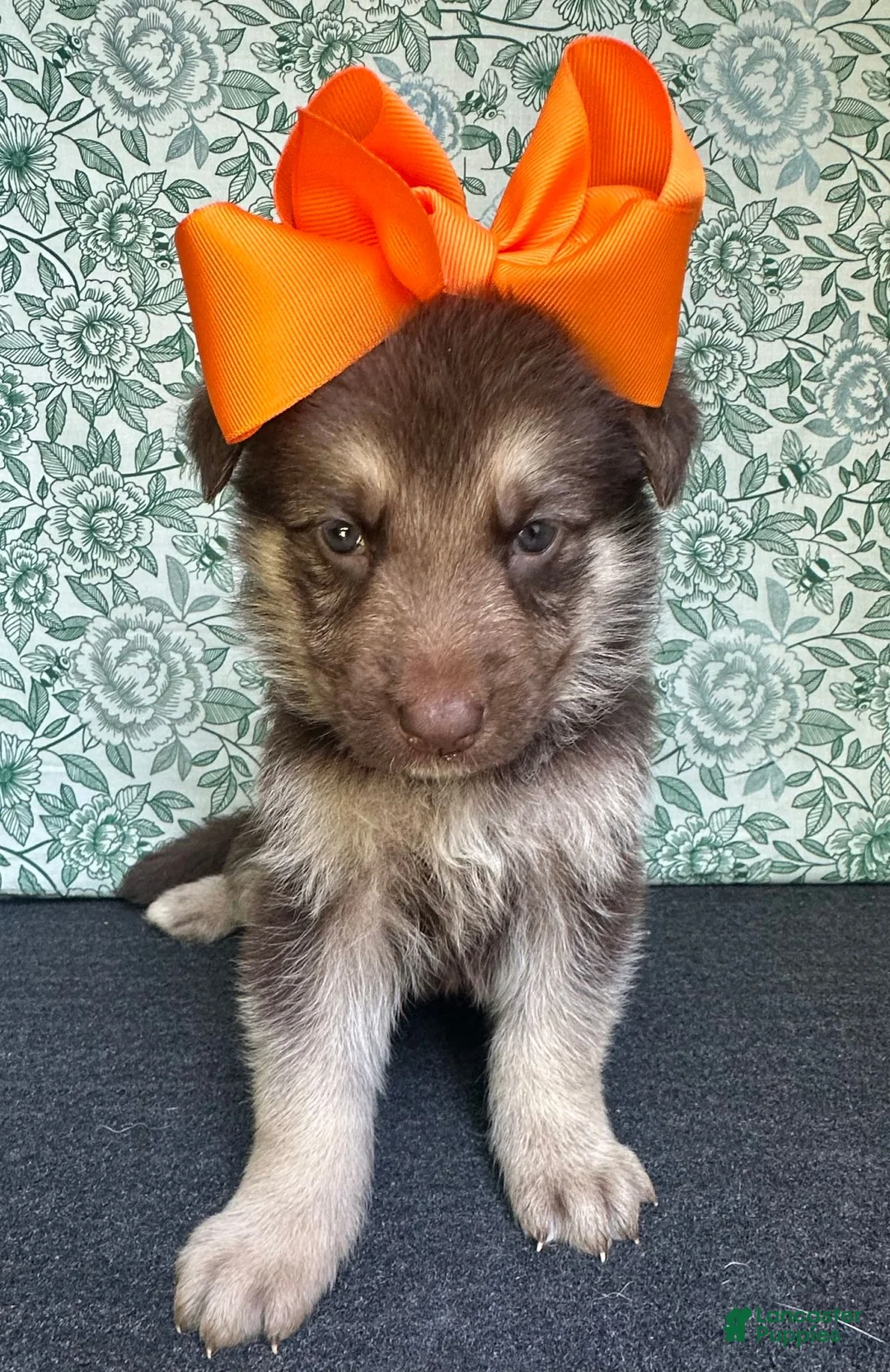 German Shepherd dogs for sale:  Maple - Ad 2