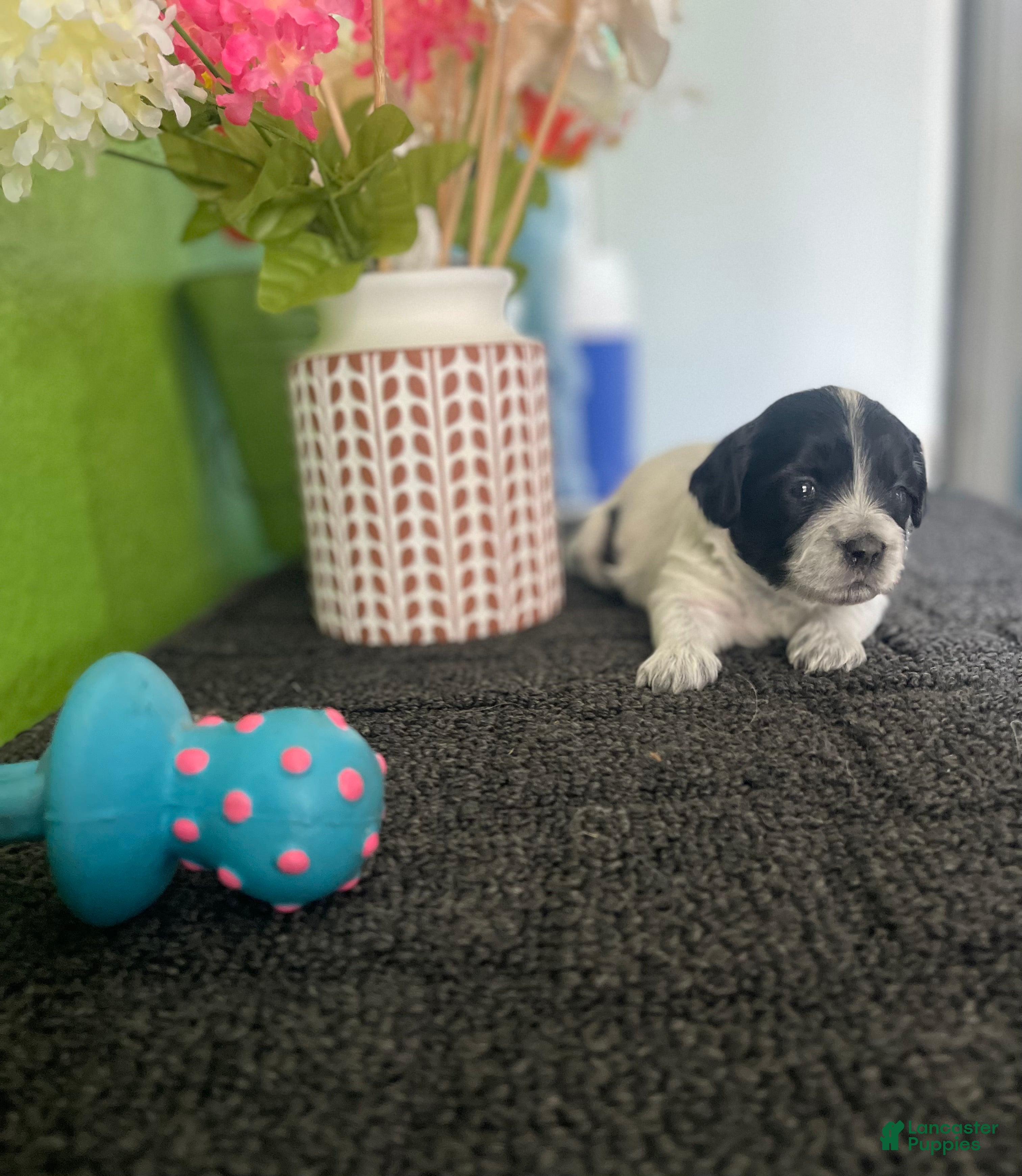 Havanese dogs for sale: Havanese 3 - Ad 2