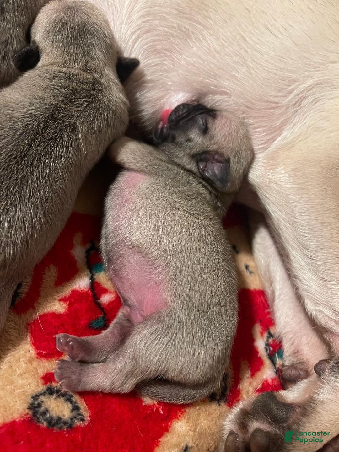 Pug dogs for sale: DIESEL - Ad 3