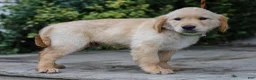 Golden Retriever dogs for sale: Alva ACA Golden Retriever Pup - Ad 5
