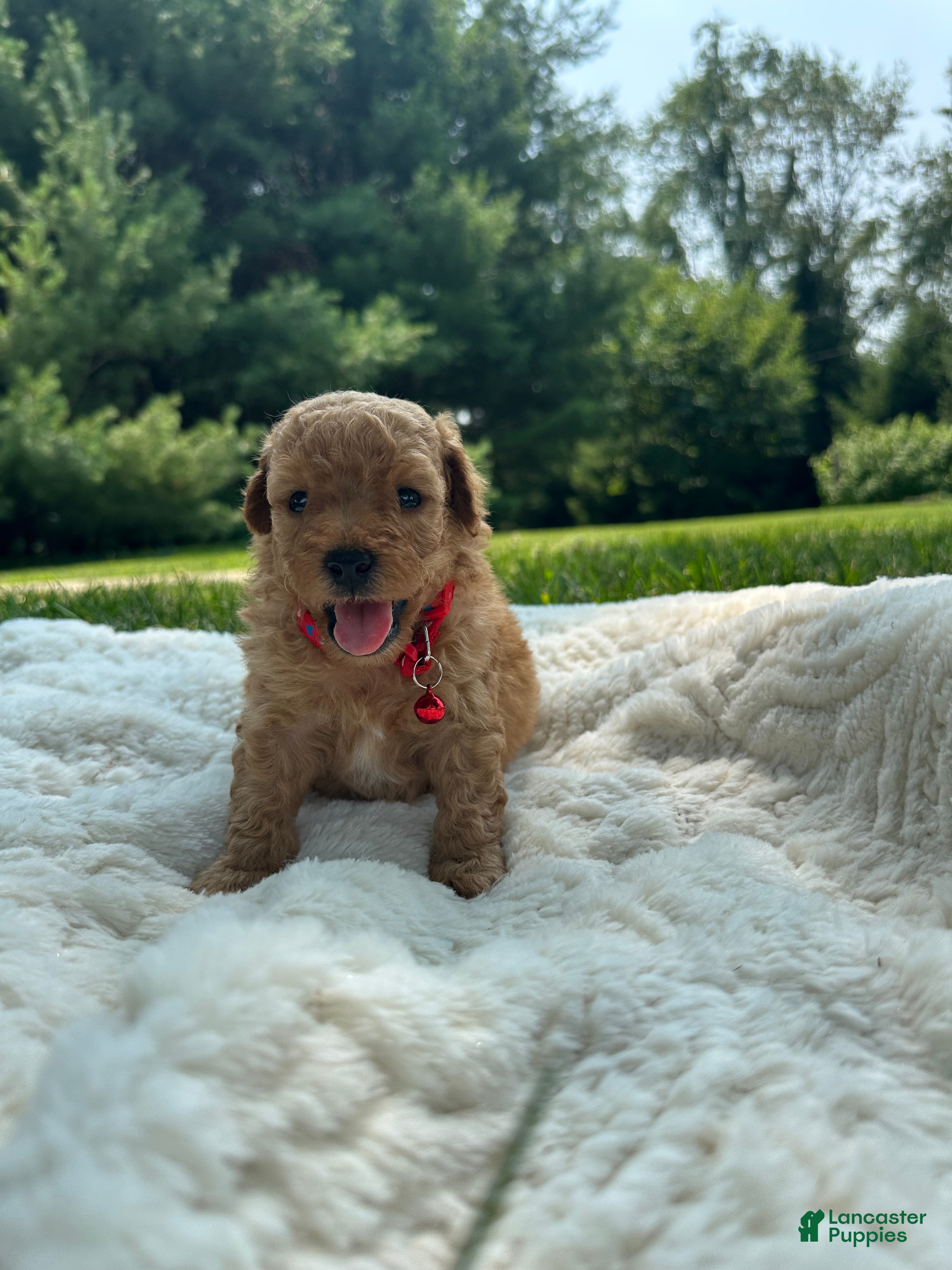 Miniature Poodle dogs Sammy - Ad 2