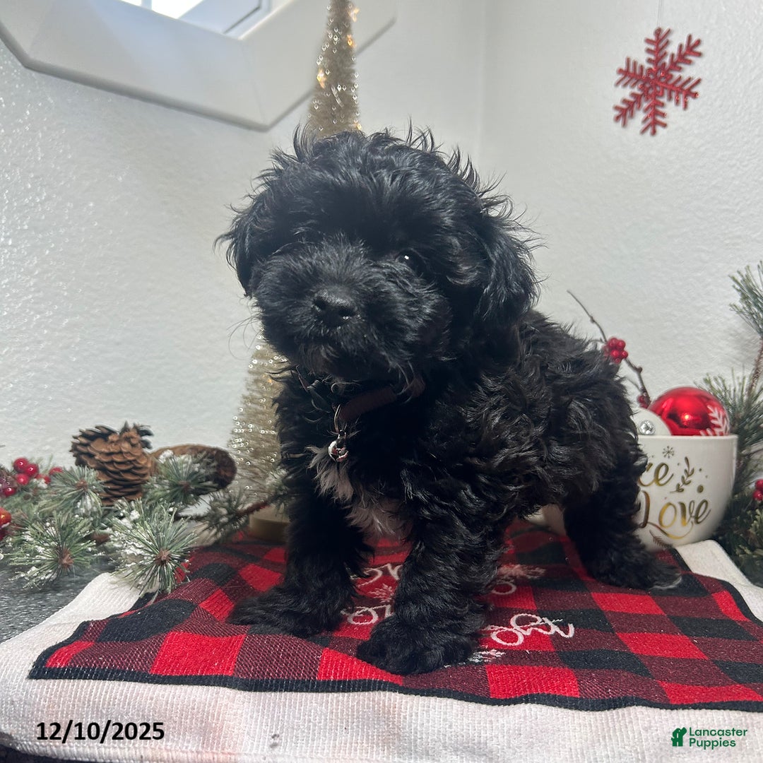 Mixed Breed dogs for sale: Bentley - Ad 3