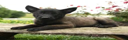 Belgian Malinois dogs for sale: Bruno - Ad 1