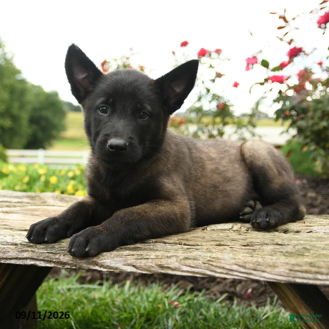 Belgian Malinois dogs for sale: Bruno - Ad 1