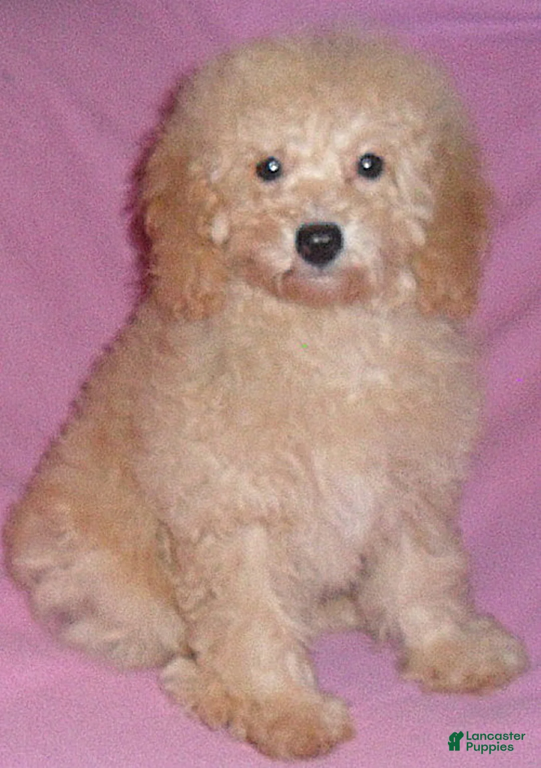 Miniature Poodle dogs for sale: Millie - Ad 10
