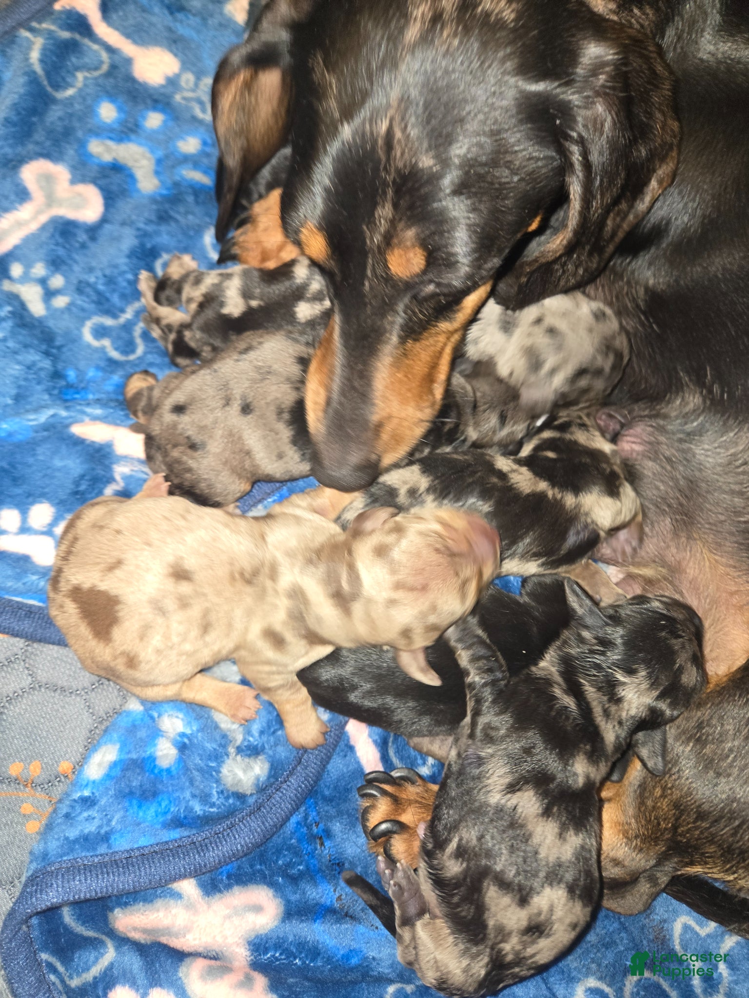 Miniature Dachshund dogs for sale: Panther - Ad 2